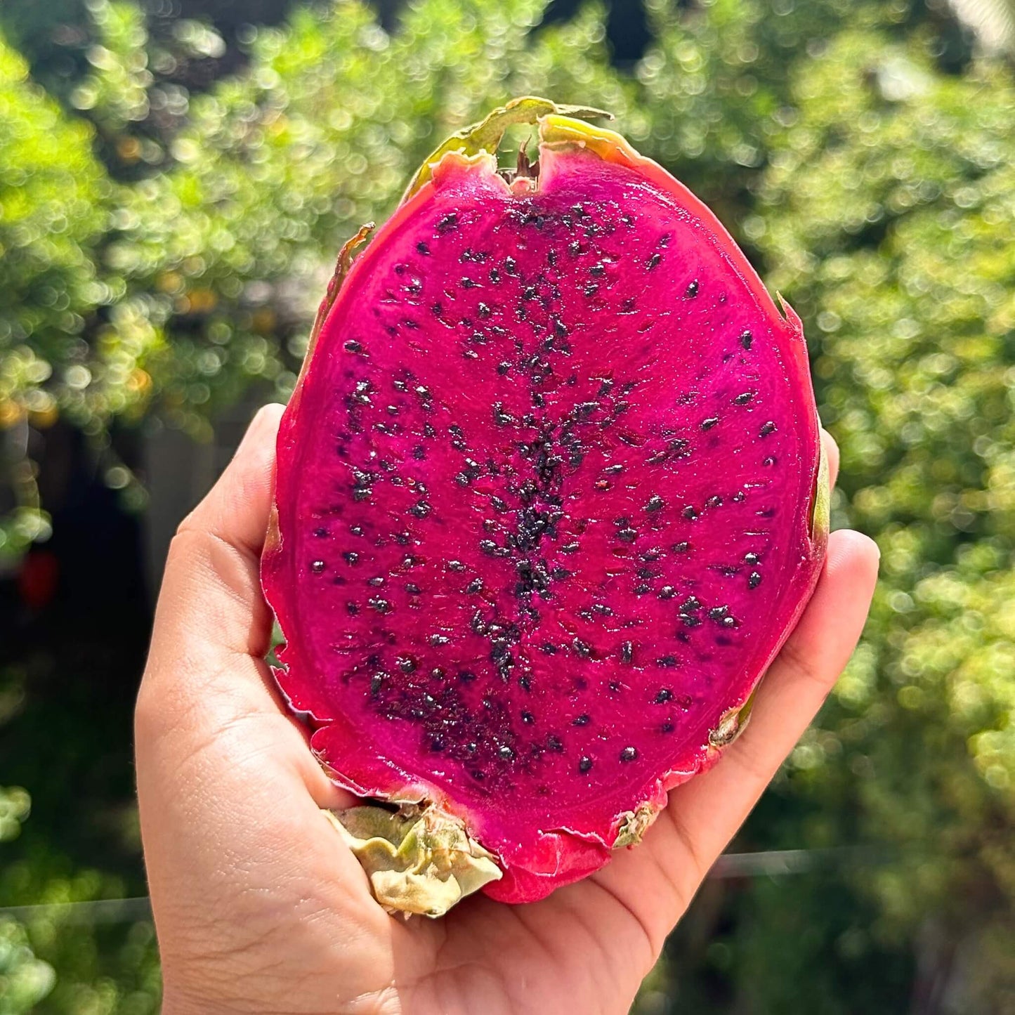 Red Dragon Fruit (Pitaya) Good Hill Farms Fruit: Dragon Fruit, Red