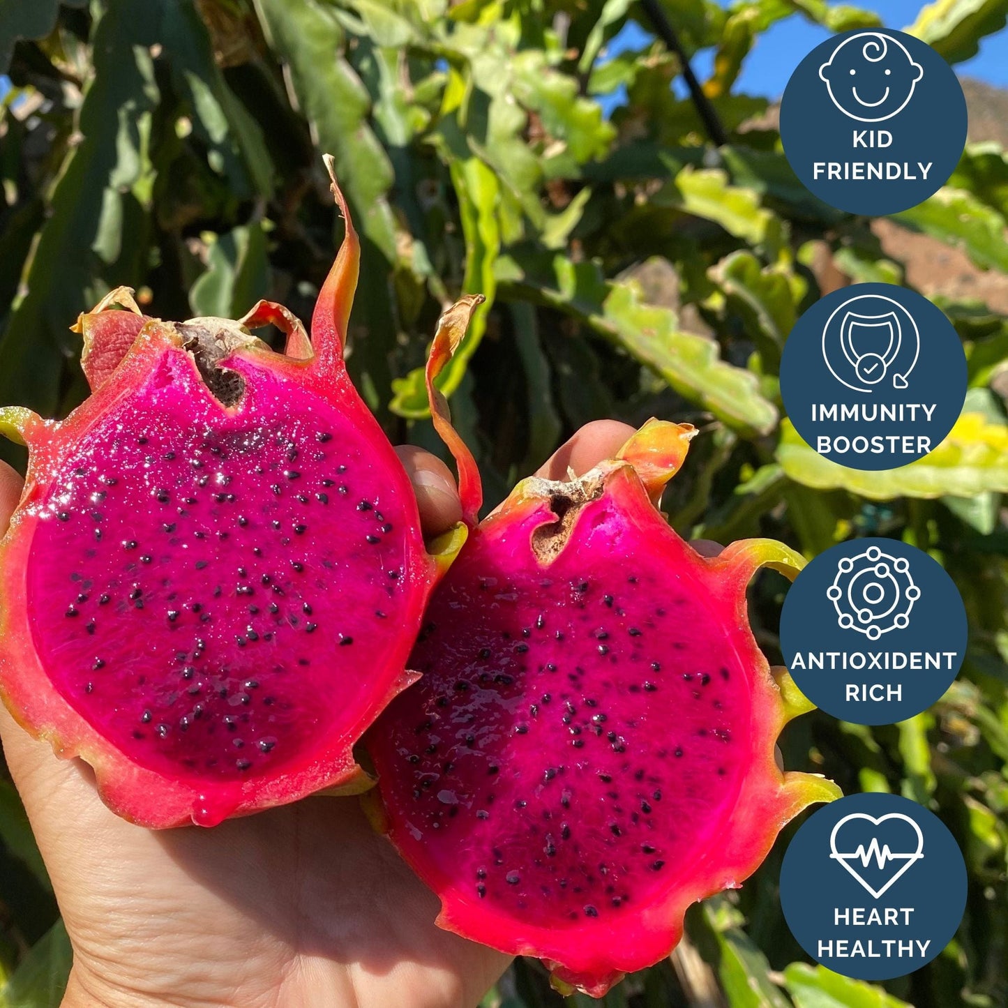 Red Dragon Fruit Plant (American Beauty) Good Hill Farms Nursery: Dragon Fruit, AB | Tree