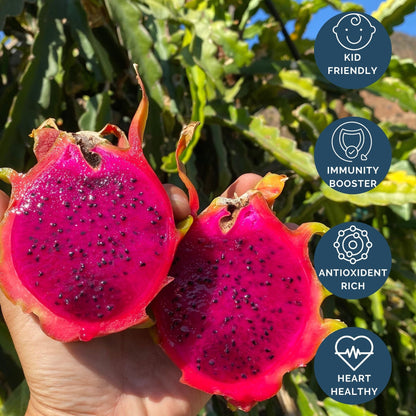 Red Dragon Fruit Plant, Bare Cutting (American Beauty) Good Hill Farms Nursery: Dragon Fruit, AB | Cutting