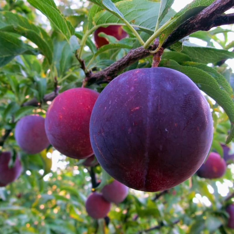 Red Plumcots Good Hill Farms Fruit: Plumcot, Red