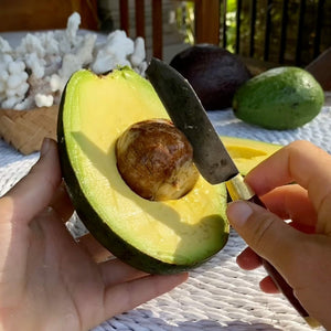 Reed Avocado