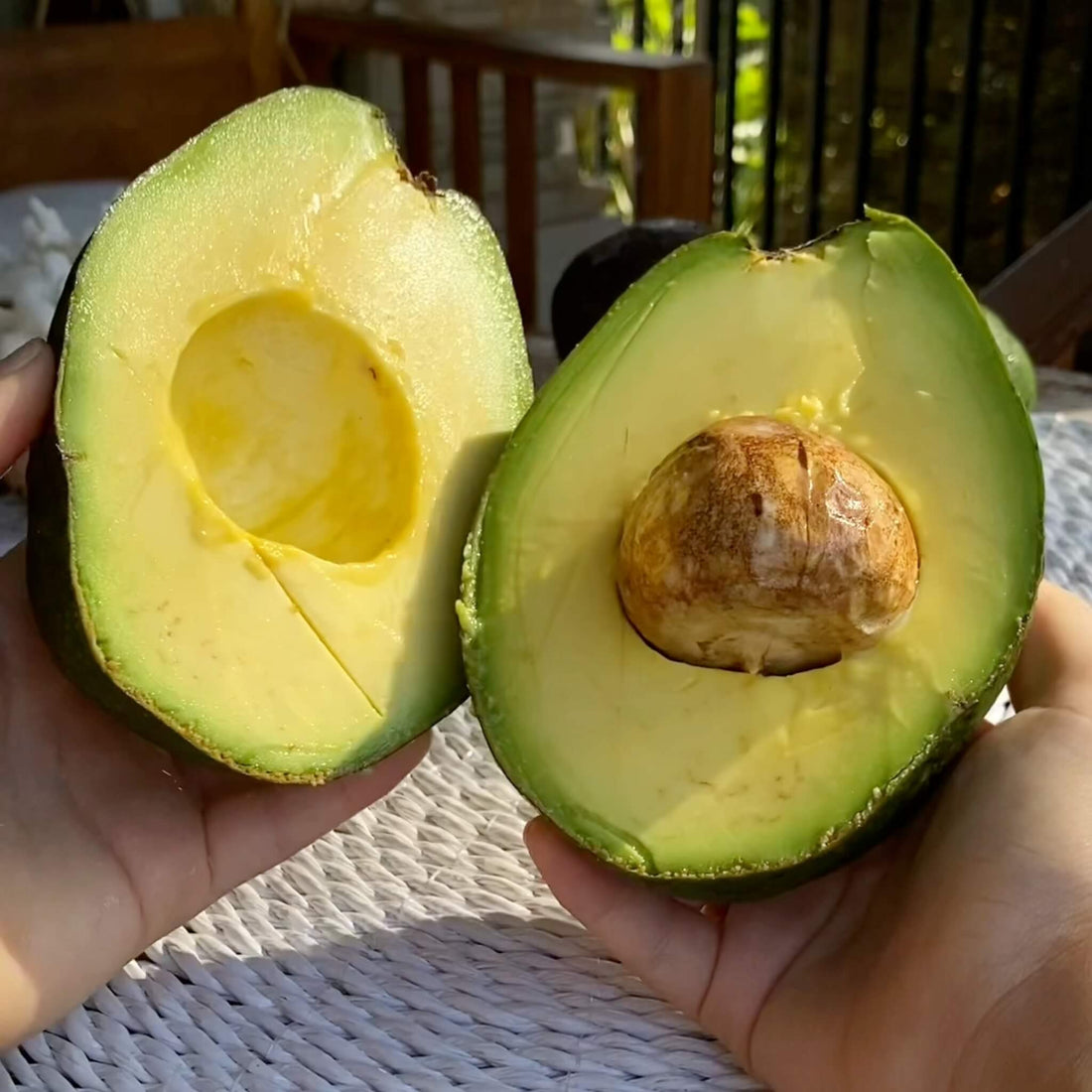 Reed Avocado