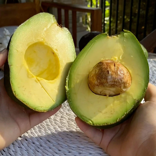 Reed Avocado