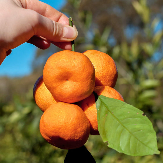 Satsuma Mandarin Good Hill Farms Fruit: Mandarin, Satsuma