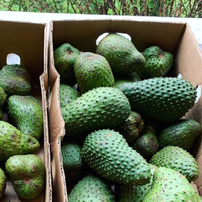 Soursop (Guanabana, Graviola) Good Hill Farms Fruit: Soursop