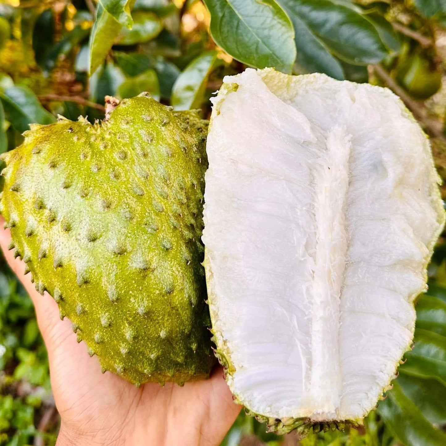 Soursop (Guanabana, Graviola) Good Hill Farms Fruit: Soursop