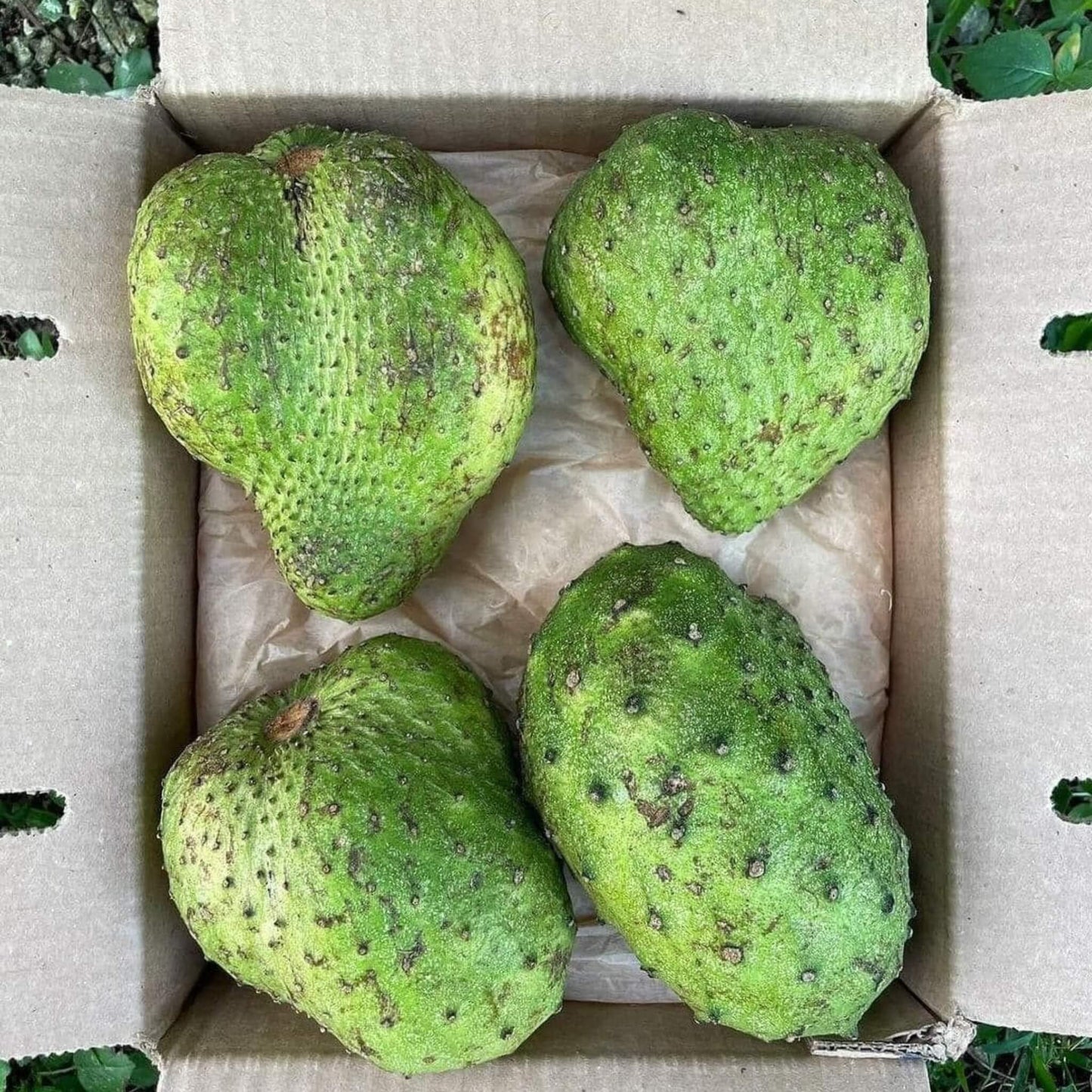 Soursop (Guanabana, Graviola) Good Hill Farms Fruit: Soursop