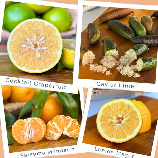 Specialty Citrus Bundle - 8lb box Good Hill Farms Mix Box: Bundle