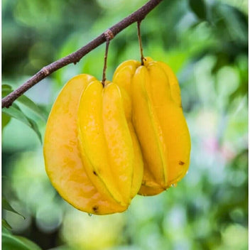 Starfruit Good Hill Farms Fruit: Star Fruit