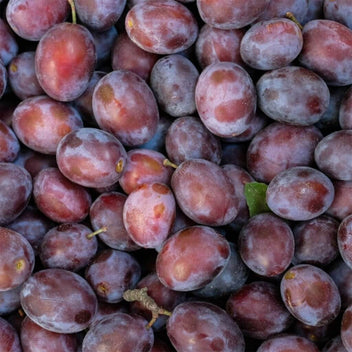 Sugar Plum Good Hill Farms Fruit: Plum, Sugar