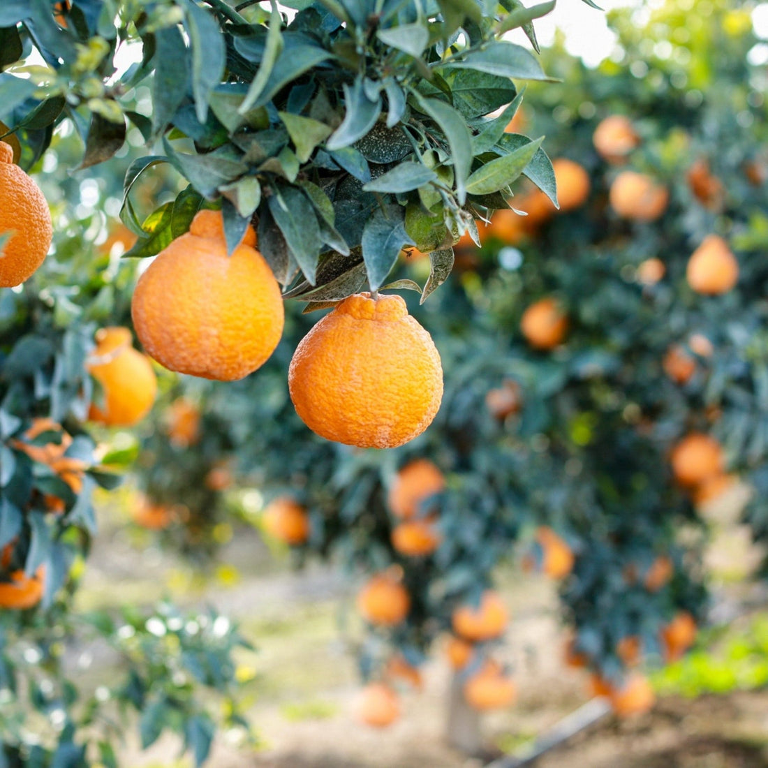 Sumo Tangerine Good Hill Farms Fruit: Tangerine, Sumo
