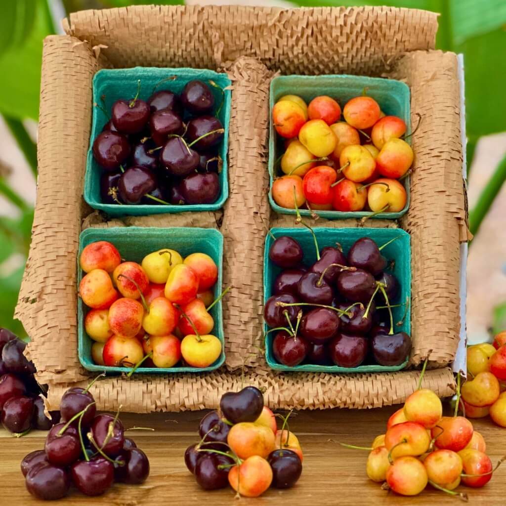 Sweet Cherry Variety Box Good Hill Farms Fruit: Cherry