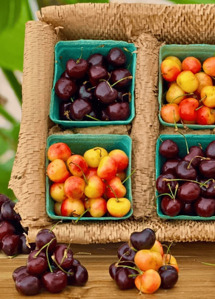 Cherry Variety
