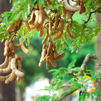 Tamarind Good Hill Farms Fruit: Tamarind