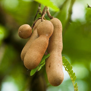 Tamarind Good Hill Farms Fruit: Tamarind