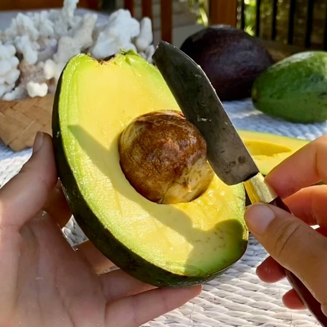 Tropical Avocado Variety Box Good Hill Farms Fruit: Avocado, Variety