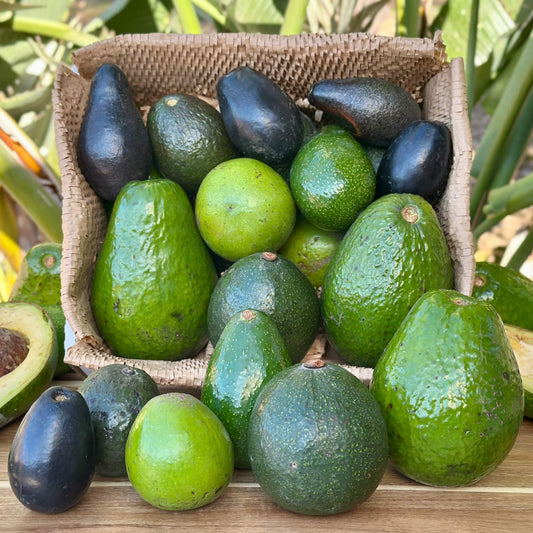 Tropical Avocado Variety Good Hill Farms Fruit: Avocado, Variety