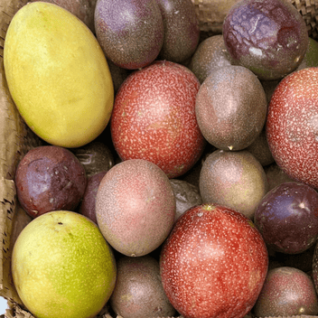 Variety Passion Fruit Good Hill Farms Fruit: Passion Fruit, Variety