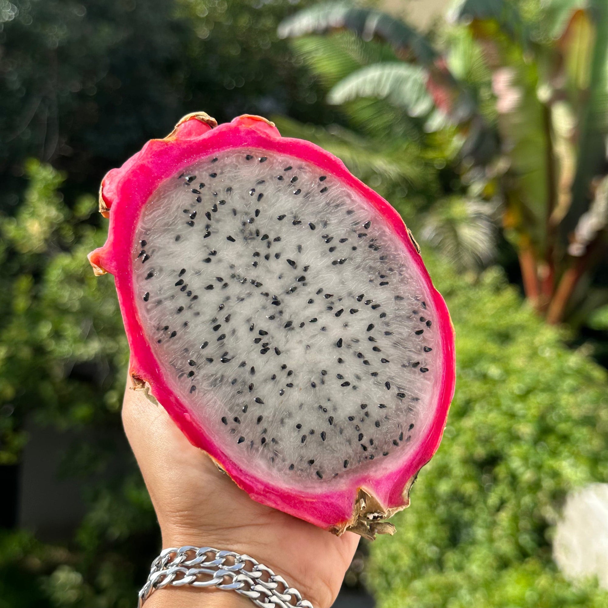 White Dragon Fruit Good Hill Farms Fruit: Dragon Fruit, White