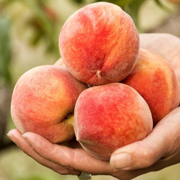 White Peach Good Hill Farms Fruit: Peaches, White