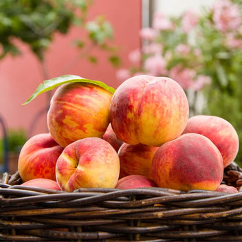 White Peach Good Hill Farms Fruit: Peaches, White