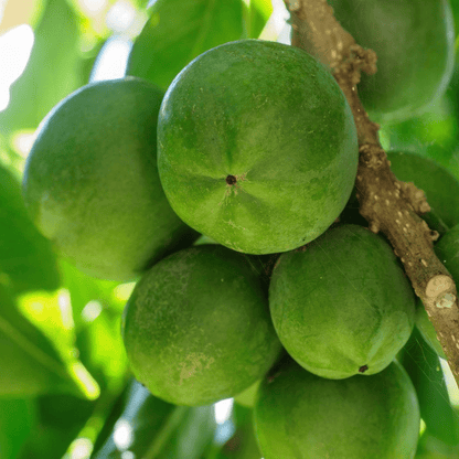White Sapote Good Hill Farms Fruit: Sapote, White