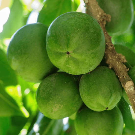 White Sapote Good Hill Farms Fruit: Sapote, White