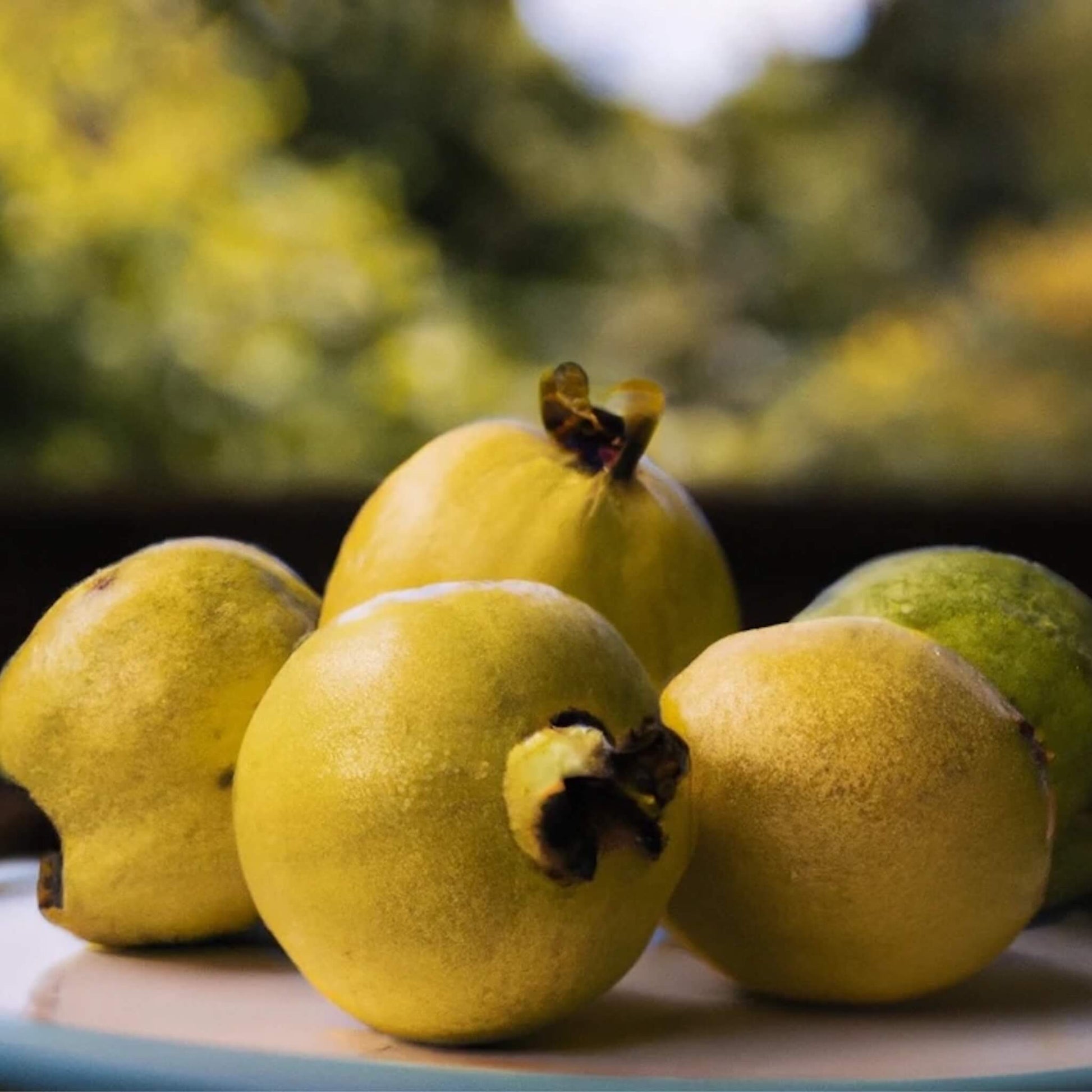 Yellow Cream Guava (Mexican Guayaba) Good Hill Farms Fruit: Guava, Mexican Cream