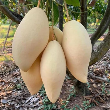 Yellow Elephant Mango Good Hill Farms Fruit: Mango, Yellow Elephant