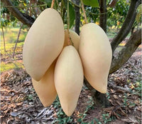 Yellow Elephant Mango Good Hill Farms Fruit: Mango, Yellow Elephant