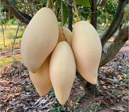Yellow Elephant Mango Good Hill Farms Fruit: Mango, Yellow Elephant
