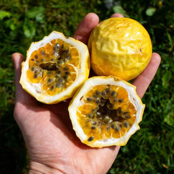 Yellow Passion Fruit Good Hill Farms Fruit: Passion Fruit, Yellow