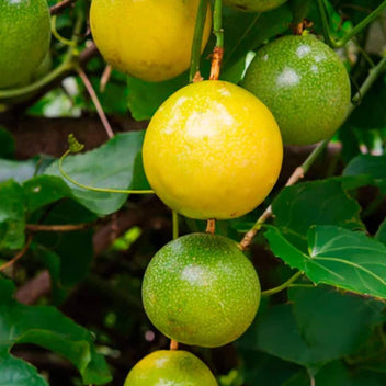 Yellow Passion Fruit Good Hill Farms Fruit: Passion Fruit, Yellow