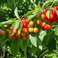 Yellow Rainier Cherry Good Hill Farms Fruit: Cherry, Yellow