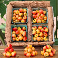 Yellow Rainier Cherry Good Hill Farms Fruit: Cherry, Yellow