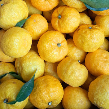 Yuzu Citrus Good Hill Farms Fruit: Yuzu