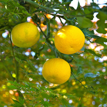 Yuzu Citrus Good Hill Farms Fruit: Yuzu