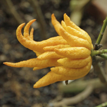 DISCOUNT Fresh Buddha's Hand Fruit! FREE Shipping! Local Organic Real Exotic Fruit! Tropical, Aromatic Sweet Citrus Zest Fingered Citron Etsy Fruit: Buddha's Hand