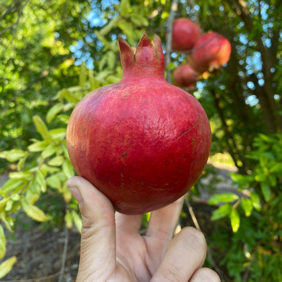 DISCOUNT Fresh Pomegranate Fruit! FREE Shipping! Local Organic Real Exotic Fruit! Tropical, Sweet+Juicy! Rare Local California Pomegranate Good Hill Farms Fruit: Pomegranate