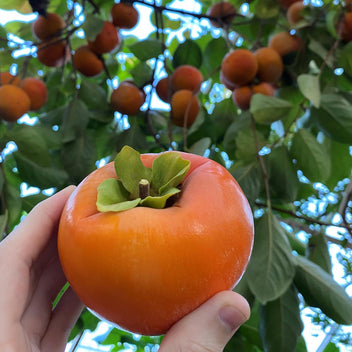 Organic Exotic Fuyu Persimmon Fruit Box® Fresh Japanese Persimmons + Real Tropical Fruit! FREE Shipping! Local California! Sweet + Crunchy! Facebook Fruit: Persimmon, Fuyu