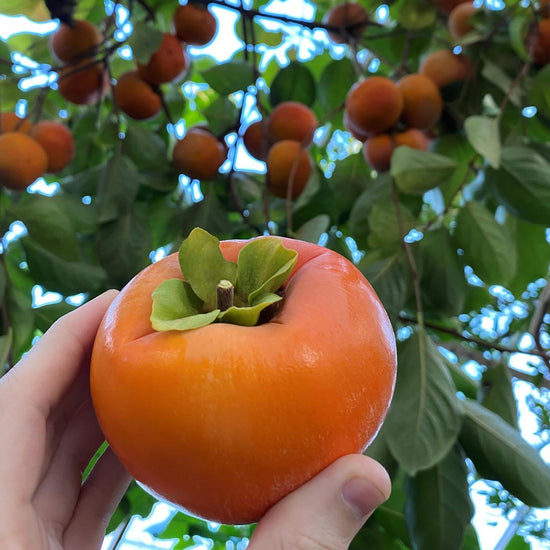Organic Exotic Fuyu Persimmon Fruit Box® Fresh Japanese Persimmons + Real Tropical Fruit! FREE Shipping! Local California! Sweet + Crunchy! Facebook Fruit: Persimmon, Fuyu