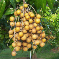 Sample FRESH Longan Fruit! FREE Shipping! Local Organic Real Exotic Fruit! Tropical, Sweet and Juicy! Rare California Longans Etsy Fruit: Longan
