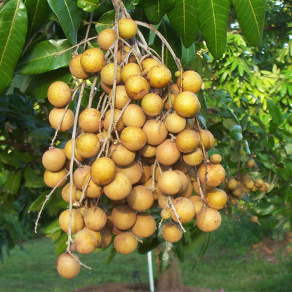 Sample FRESH Longan Fruit! FREE Shipping! Local Organic Real Exotic Fruit! Tropical, Sweet and Juicy! Rare California Longans Etsy Fruit: Longan