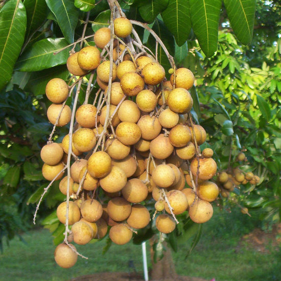 Sample FRESH Longan Fruit! FREE Shipping! Local Organic Real Exotic Fruit! Tropical, Sweet and Juicy! Rare California Longans Etsy Fruit: Longan